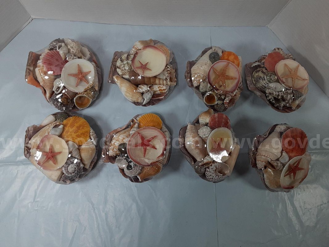 Lot of 8 - Seashell Set - Decorative Natural Collection Decor Crafting Beach-themed