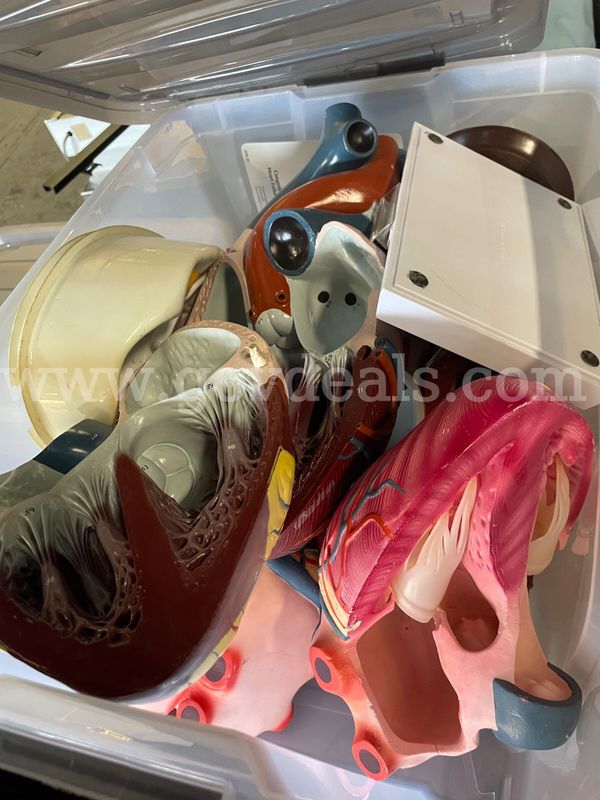 LOT of Health Class/Medical Equipment/Mannequins